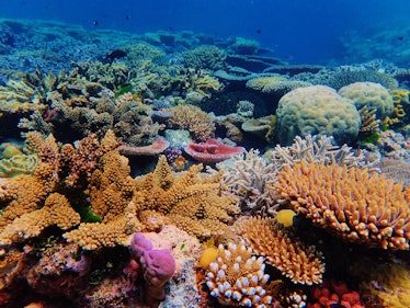 A photo of the Great Barrier Reef