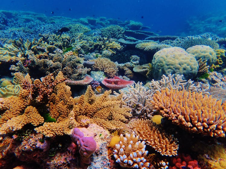 A photo of the Great Barrier Reef