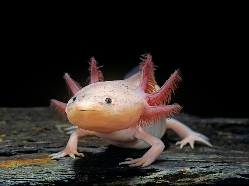 Ambystomatidae. Lac Xochimilco, au Mexique. Taille moyenne : 20 cm