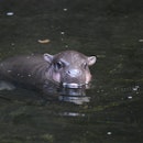 SYDNEY, AUSTRALIA - DECEMBER 09: A baby Pygmy Hippo calf makes its first appearance with its mother ...