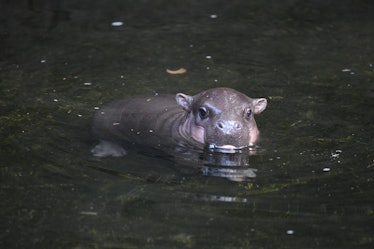 SYDNEY, AUSTRALIA - DECEMBER 09: A baby Pygmy Hippo calf makes its first appearance with its mother ...