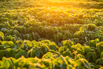 soybean field with a faint sun glow