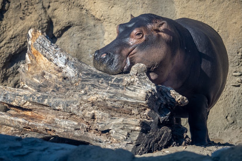 Fiona the hippo is seen during the annual PNC Festival of Lights Christmas Celebration at the Cincin...
