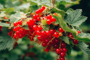 Norwegian red currants and strawberries ready to be picked