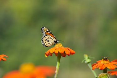 Photo of a Monarch Butterfly sitting on an orange flower