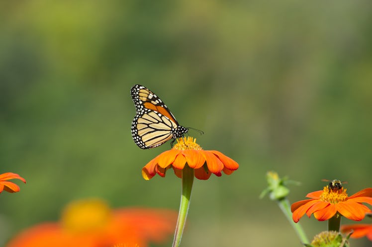 Photo of a Monarch Butterfly sitting on an orange flower
