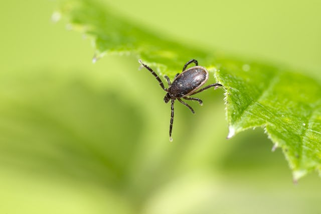 A deer tick crawls on a leaf. These critters are responsible for carrying Lyme disease, which can ha...