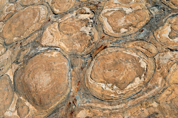 Some microbial mats can form the stromatolites pictured here.