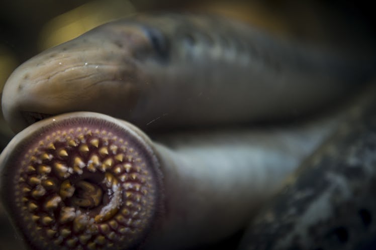 Lampreys suckle the tank's glass during a food exhibition in A Coruna, northwestern Spain, on March ...