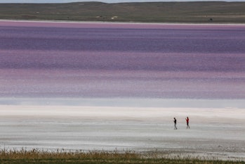 Dunaliella algae seen here.