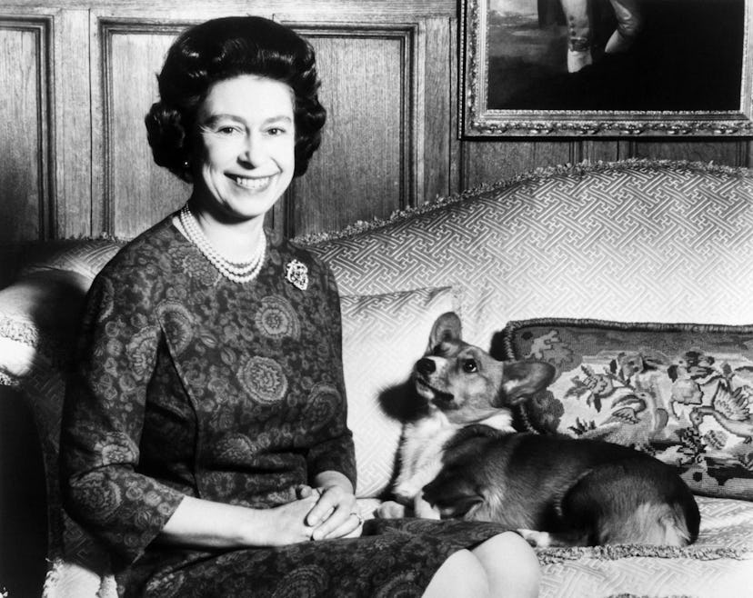 Headshot taken on February 26, 1970 of Queen Elizabeth II posing with her Corgis dog. (Photo by CENT...