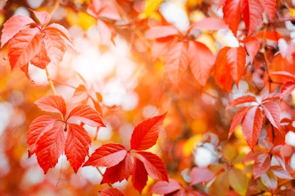 Red and orange autumn leaves on a tree with sun peeking through in an article about fall foliage Ins...