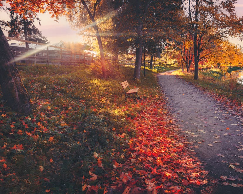 A path lined with fallen autumn leaves and pretty trees with the sun shining, in an article about fa...