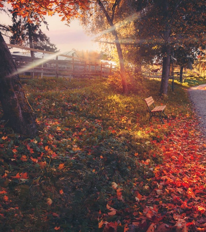 A path lined with fallen autumn leaves and pretty trees with the sun shining, in an article about fa...