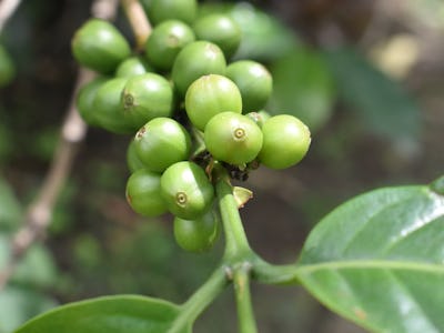 Green coffee beans