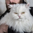 Close-Up Portrait Of grumpy white Persian Cat in arms.