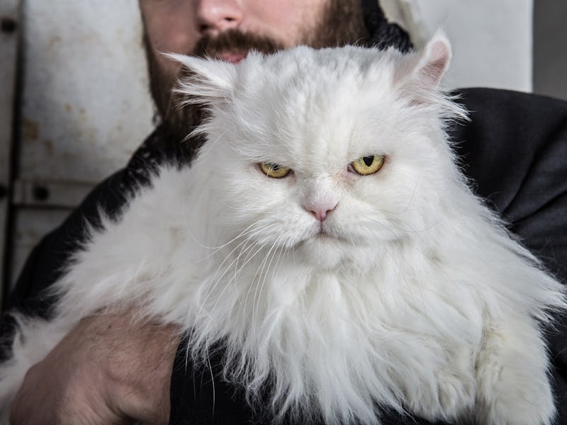 Close-Up Portrait Of grumpy white Persian Cat in arms.