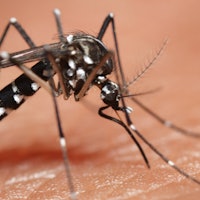 3 huge reasons why mosquitos want to eat you