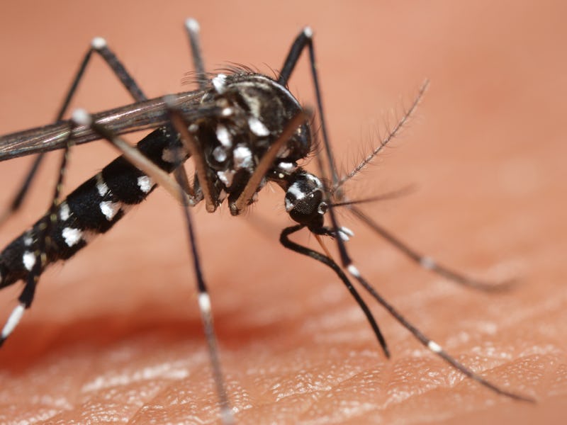 mosquito