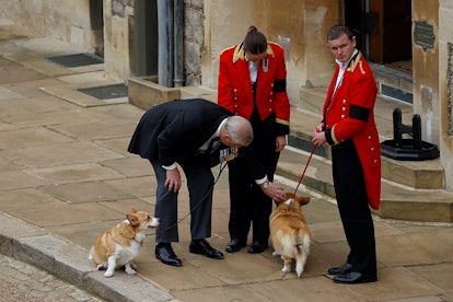 Prince Andrew, Duke of York pets the royal corgis as they await the coffin of Queen Elizabeth II.