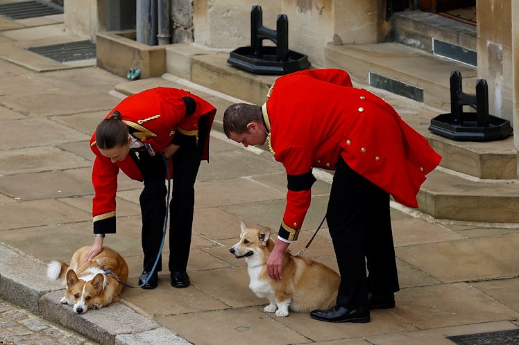 The photos of the Queen's corgis attending her funeral are heartwarming.