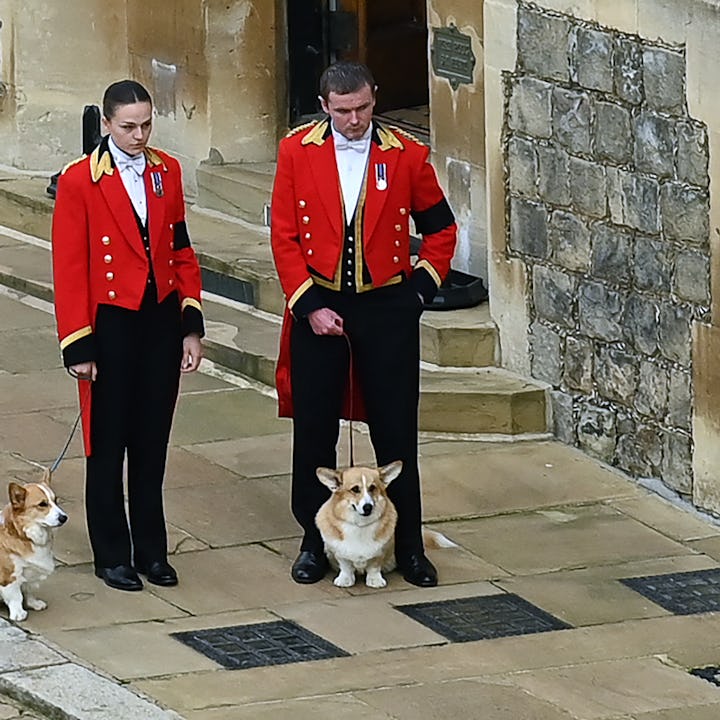 The Queen's corgis, Muick and Sandy, are walked inside Windsor Castle on September 19, 2022, ahead o...