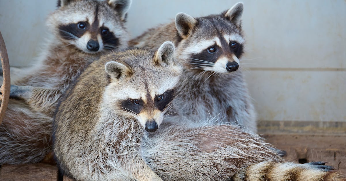 Just how smart are raccoons? They’re probably masterminds, study shows