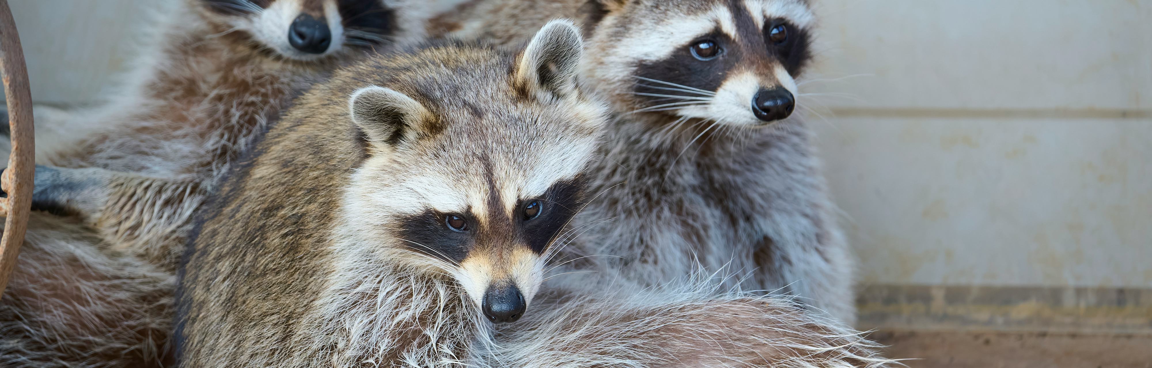Just how smart are raccoons? They’re probably masterminds, study shows