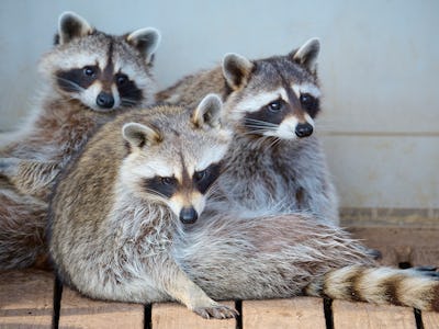 Three raccoons sitting on a wooden porch 