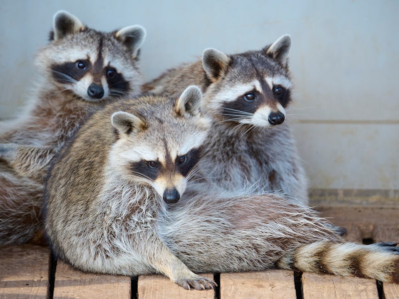 Three raccoons sitting on a wooden porch