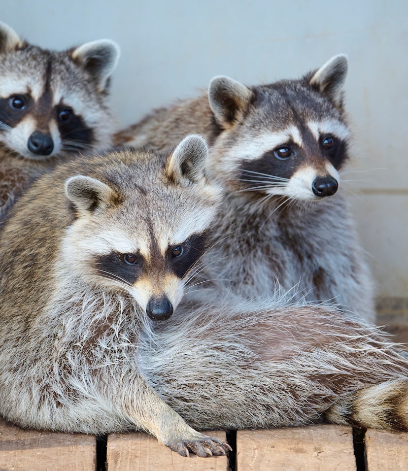 Just how smart are raccoons? They’re probably masterminds, study shows