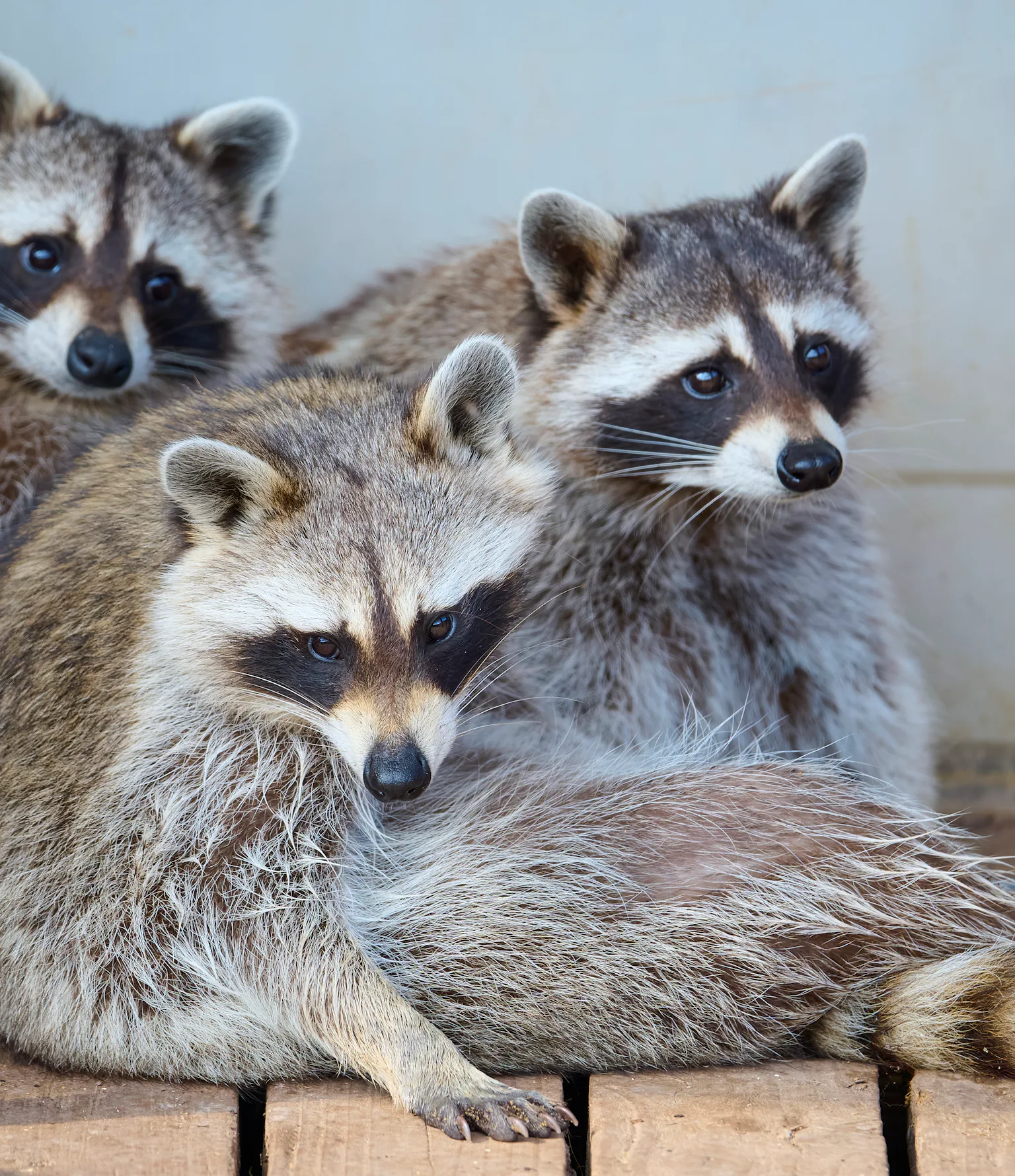 Just how smart are raccoons? They’re probably masterminds, study shows