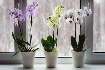 Moth orchids on windowsill, growing phalaenopsis orchids at home, flowering houseplants care