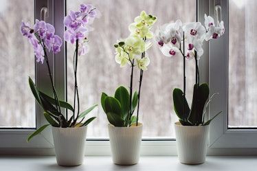 Moth orchids on windowsill, growing phalaenopsis orchids at home, flowering houseplants care