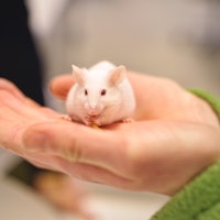 Mice models for studying Alzheimer’s disease aren’t enough — here’s what will help