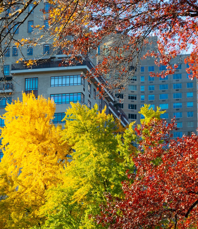 Colorful autumnal leaf color trees glow in Central Park along Central Park West residential building...