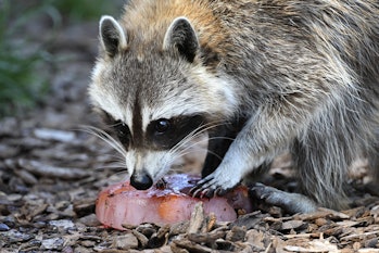This photograph taken on July 14, 2022, shows a racoon enjoying a frozen treat at the Sainte-Croix a...