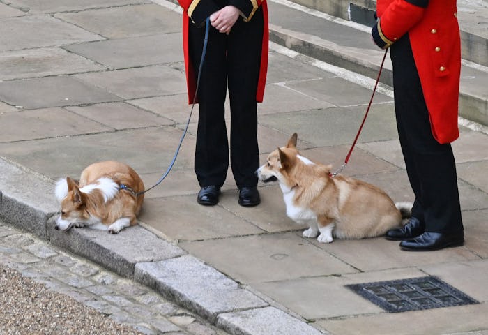 TOPSHOT - The Queen's corgis, Muick and Sandy are walked inside Windsor Castle on September 19, 2022...