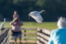 游客们在看一只大白鹭从自然中心外的木板路上起飞。