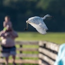 Tourists out of focus watching a great egret take off the boardwalk outside the nature center at Hun...