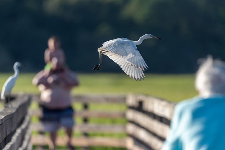 Tourists out of focus watching a great egret take off the boardwalk outside the nature center at Hun...