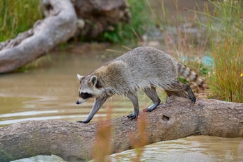 A raccoon crosses a branch over water.