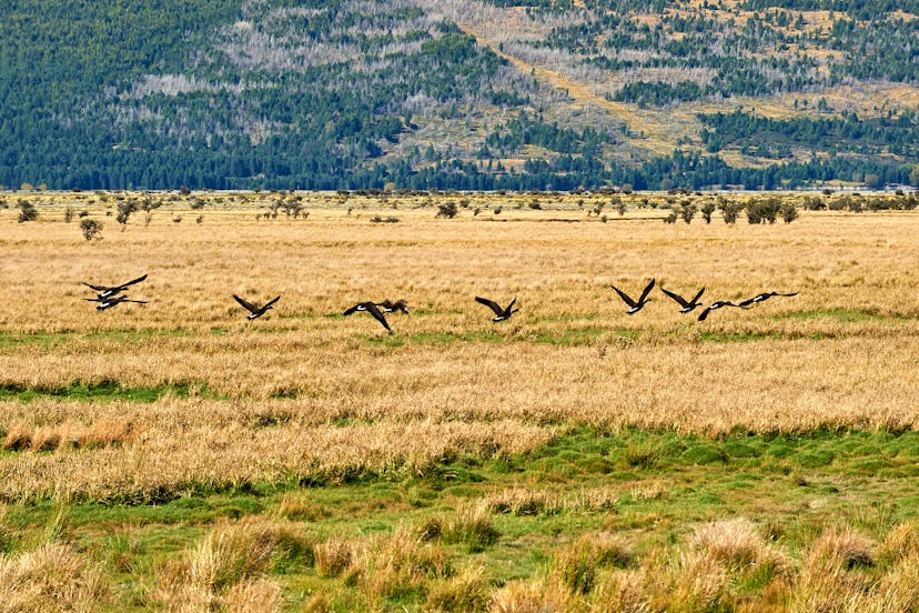 Group of geese flying south. 