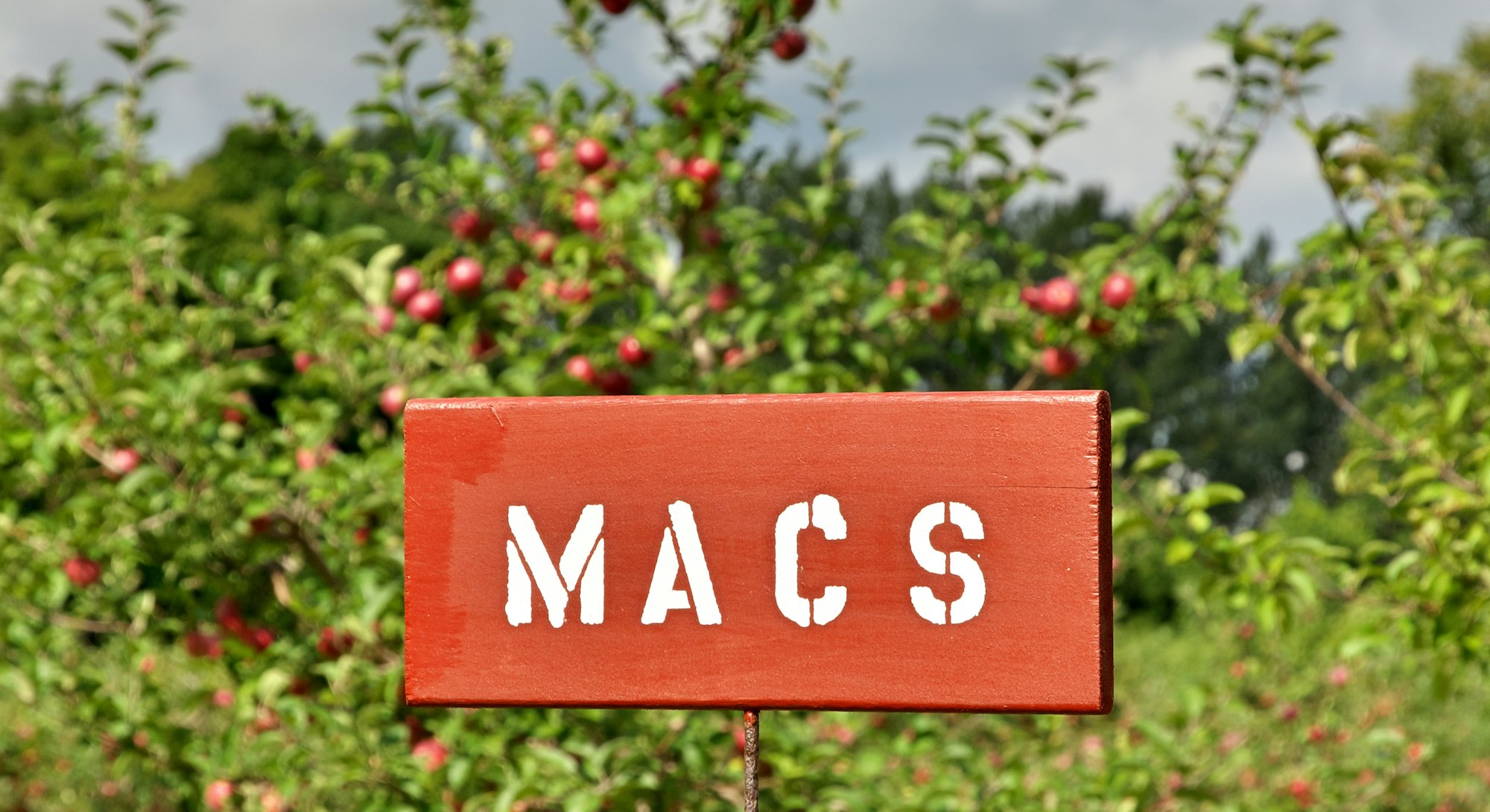 Red Macs or McIntosh Apple Species Signs at a Pick Your Own Fruit Orchard