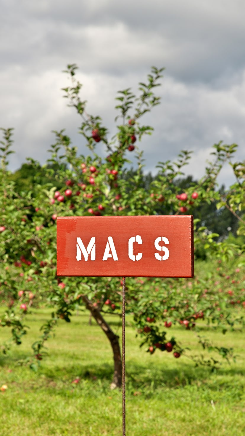 Red Macs or McIntosh Apple Species Signs at a Pick Your Own Fruit Orchard