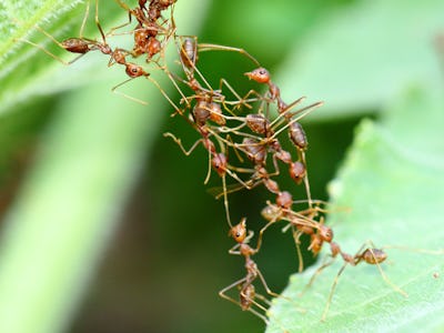 Group of weaver ants working together to cross over to other leaf.