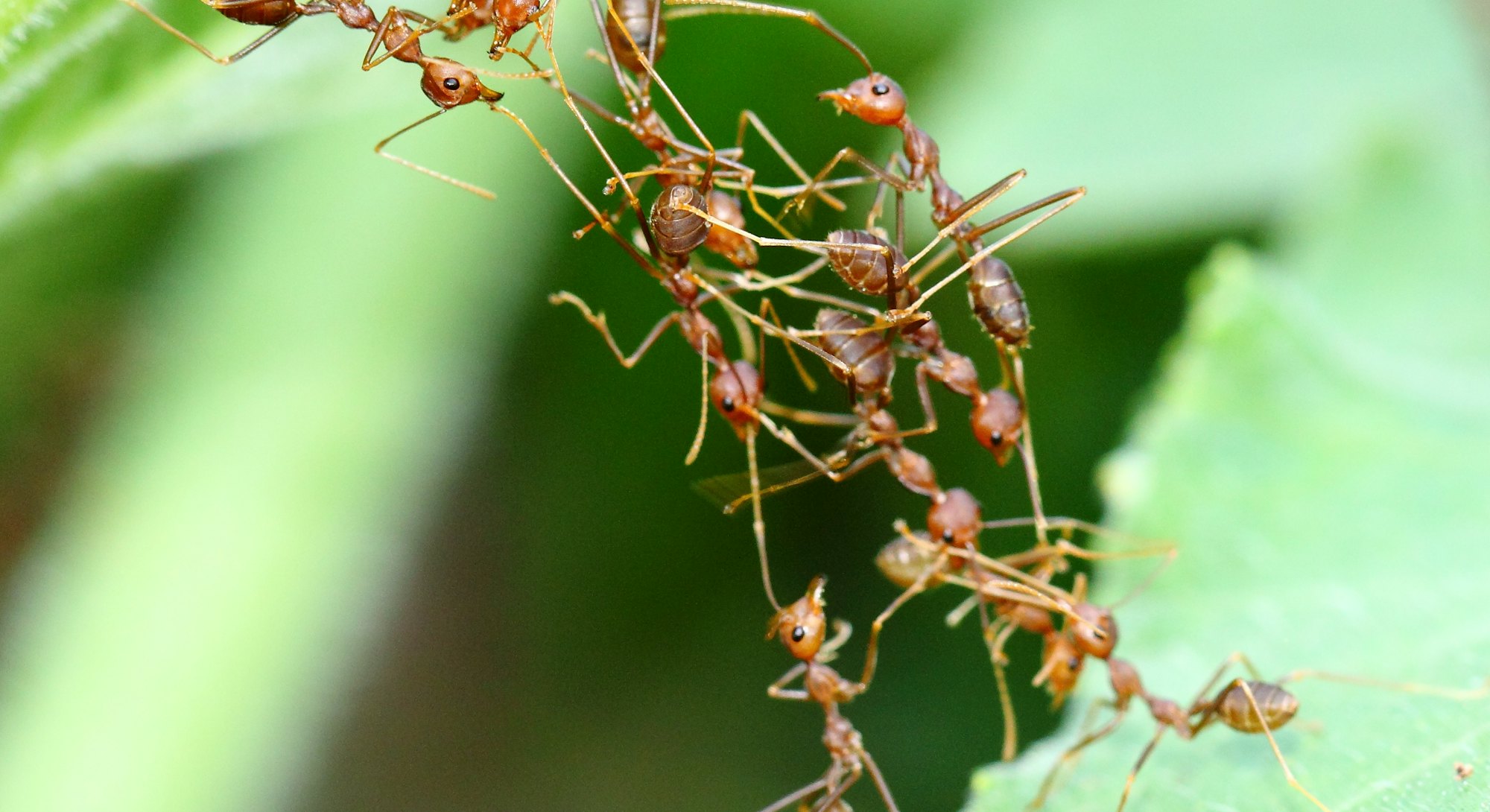 Group of weaver ants working together to cross over to other leaf.
