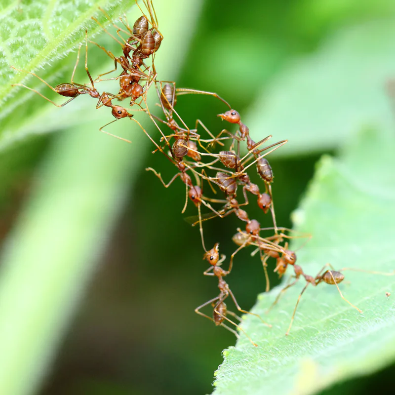 Group of weaver ants working together to cross over to other leaf.
