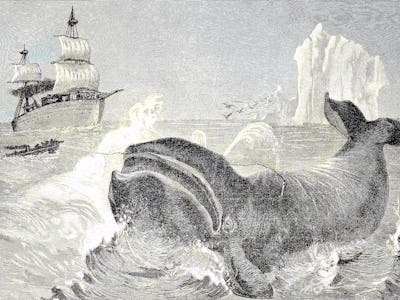 Whale hunting in the northern ice sea, Waljagd im nordlichen Eismeer, digital improved reproduction ...