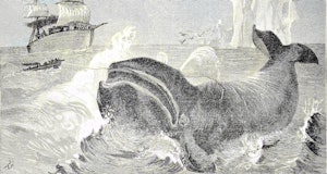 Whale hunting in the northern ice sea, Waljagd im nordlichen Eismeer, digital improved reproduction ...